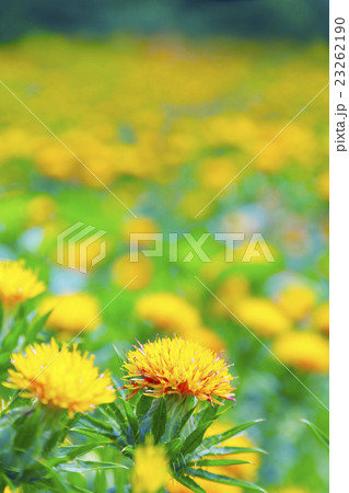 紅花 紅花 23262190