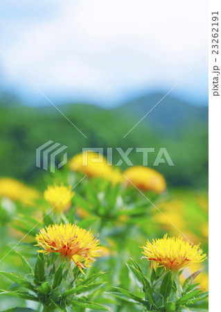 紅花 紅花 23262191