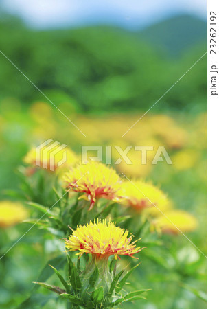 紅花 紅花 23262192