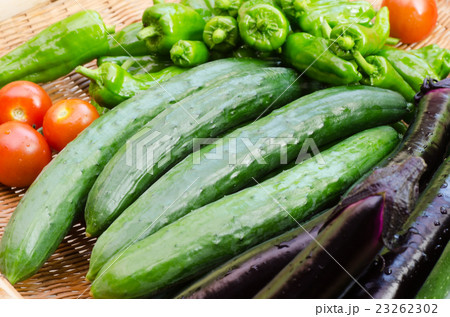 夏野菜 23262302
