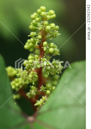 自然　植物　エビヅル、五月下旬の開花。花びらは開花と同時に散ってしまうそうです 23262342