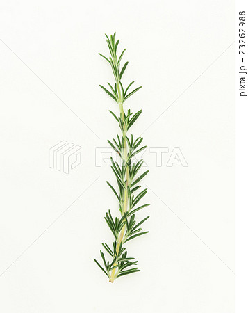 フレッシュ 生 ほふく性のローズマリーの枝の写真素材
