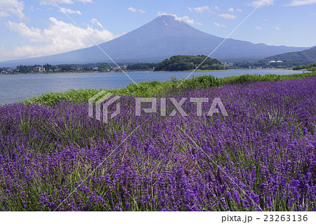 河口湖ハーブフェスティバル 河口湖ハーブフェスティバル 23263136