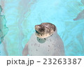 アザラシ　いい気持 23263387