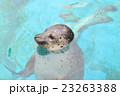 アザラシ　いい気持2 23263388