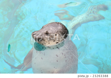 アザラシ いい気持2 アザラシ いい気持2 23263388