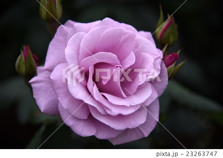 薔薇 23263747