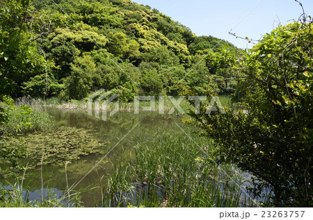 新緑の遊水地 23263757
