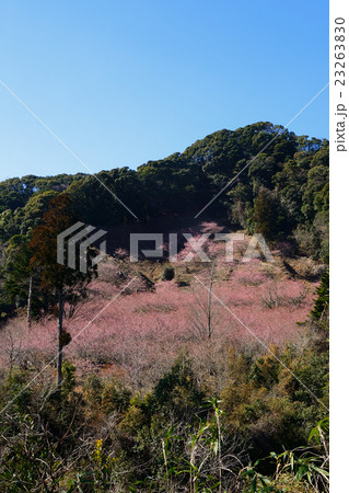 旅名河津桜まつり 23263830