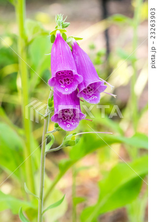 ジキタリス ジキタリス 23263903