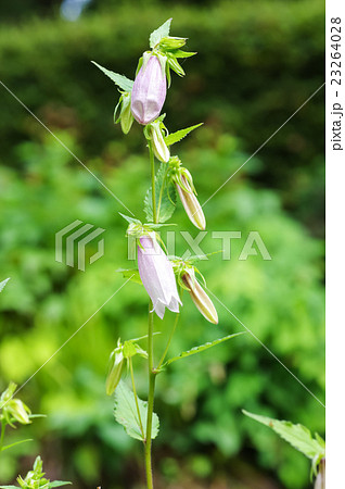 ホタルブクロ 23264028