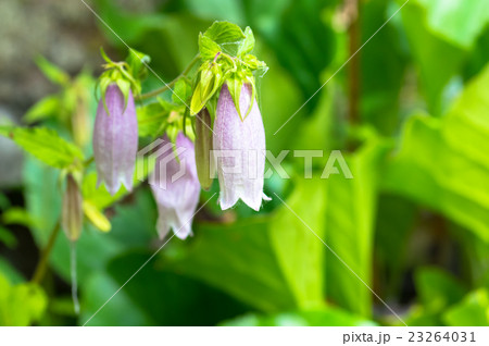 ホタルブクロ ホタルブクロ 23264031