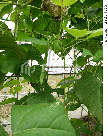 いんげん 23264055