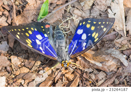 オオムラサキ オオムラサキ 23264187