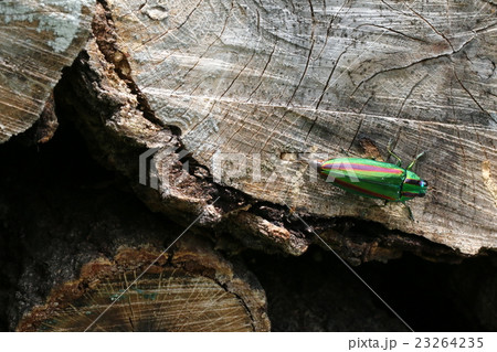 ヤマトタマムシ 23264235