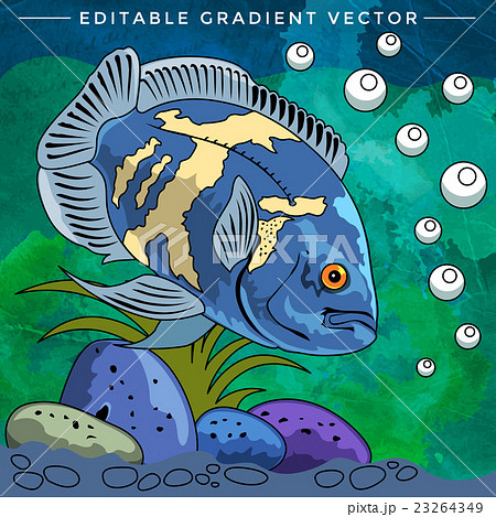 Colorful Aquarium Fish Colorful Aquarium Fish 23264349