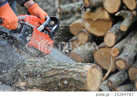 Chainsaw and tree 23264787