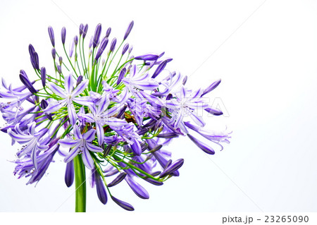 アバガンサス6 アバガンサス6 23265090