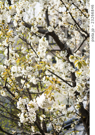 サクランボの花 サクランボの花 23266846