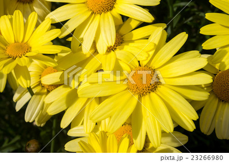 Close up of Arnica Flower Close up of Arnica Flower 23266980