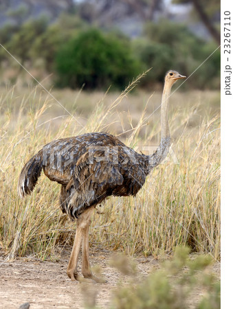 African ostrich (Struthio camelus) African ostrich (Struthio camelus) 23267110