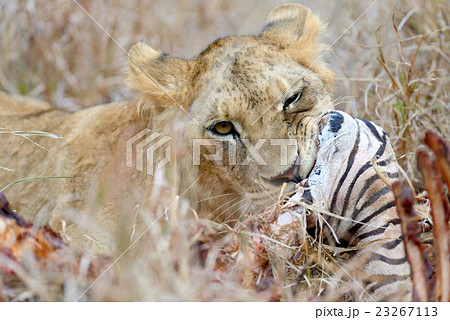Lions Eating A Zebraの写真素材