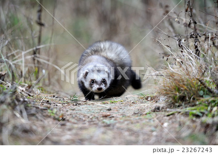 Polecat 23267243