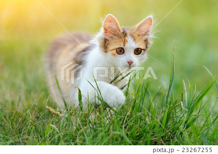 Young cat Young cat 23267255