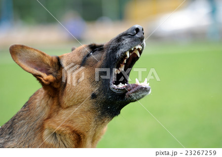 Angry dog 23267259
