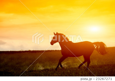Horse in sunset 23267271