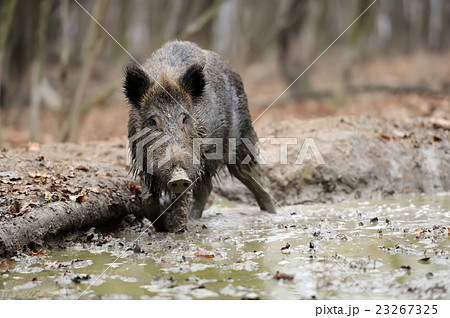 Wild boar 23267325