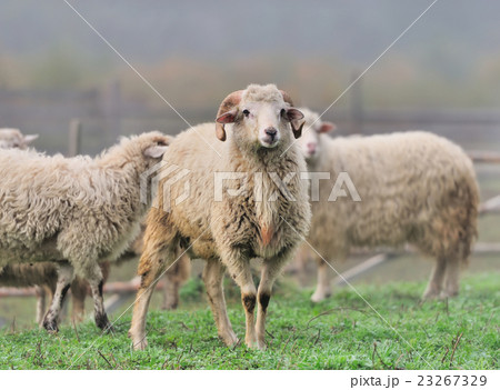 Sheep 23267329