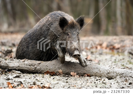 Wild boar Wild boar 23267330
