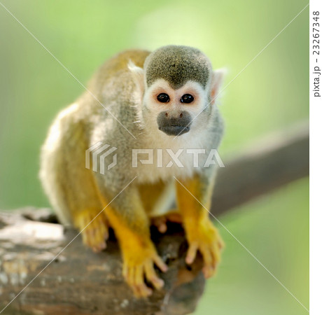 Close-up of a Common Squirrel Monkey 23267348