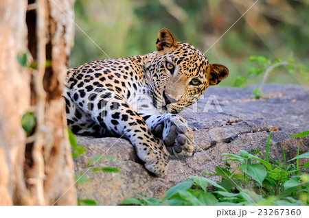 Leopard Leopard 23267360