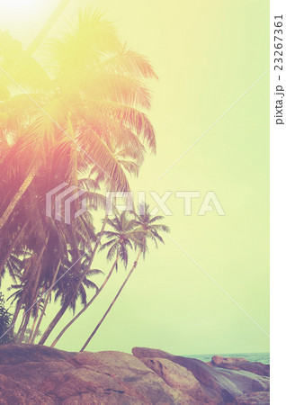 Palm tree Palm tree 23267361