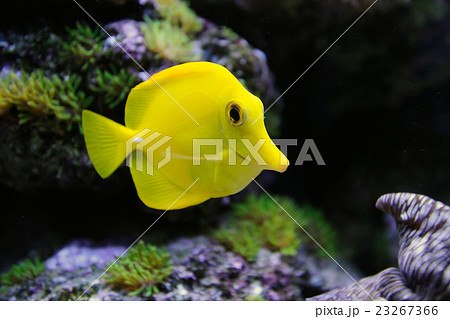 Underwater scene Underwater scene 23267366