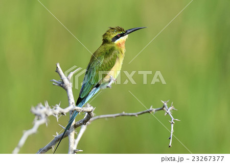 Little Green Bee-eater 23267377