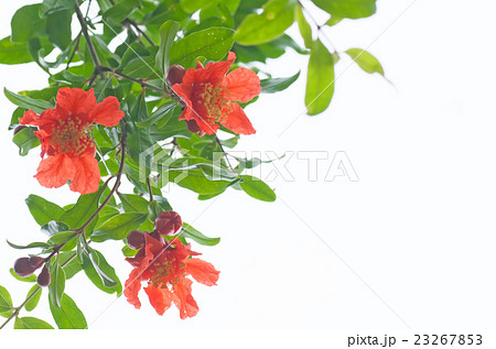 Pomegranate Flowers Stock Photo