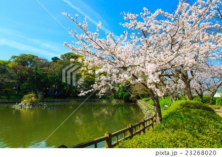 大村公園の桜 23268020