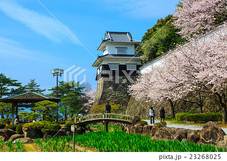 大村公園の桜 23268025