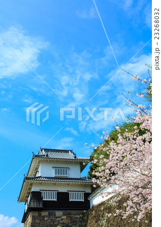 大村公園の桜 23268032