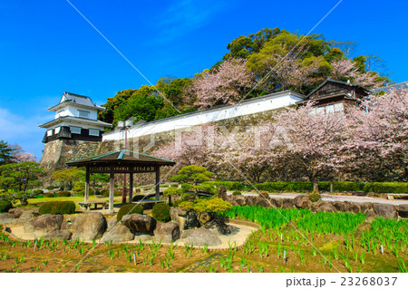 大村公園の桜 23268037