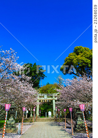 大村公園の桜 大村公園の桜 23268039
