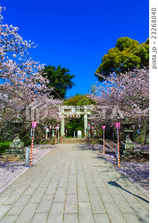 大村公園の桜 23268040