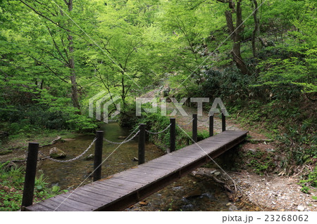 新緑の大深沢遊歩道(鳴子峡) 新緑の大深沢遊歩道(鳴子峡) 23268062