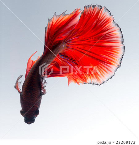 Red betta fish on white background 23269172