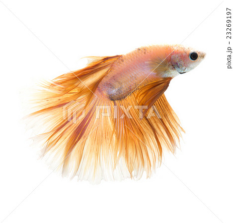 yellow betta 23269197