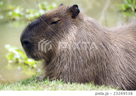 カピバラ アツプ カピバラ アツプ 23269538