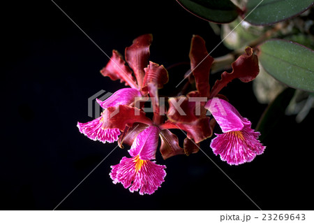 原種洋ランCattleya schillerana "Sanderiana"の写真 原種洋ランCattleya schillerana "Sanderiana"の写真 23269643